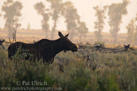 Good morning, Mrs. Moose