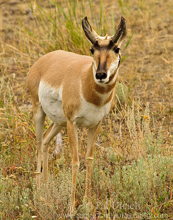 Pronghorn on the hillside