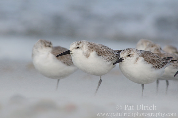 Sanderlings with blowing sand