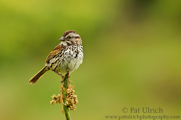 Perched song sparrow