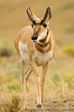 Pronghorn stepping forward