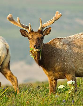 Elk feeding in spring wildflowers