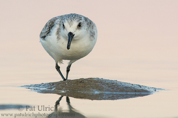 Sanderling after sunset