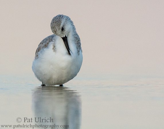Preening after sunset