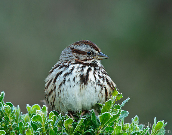 Song sparrow on frosted bush