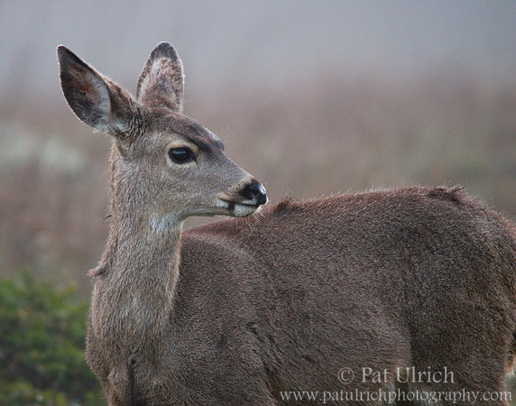 Good morning, fawn