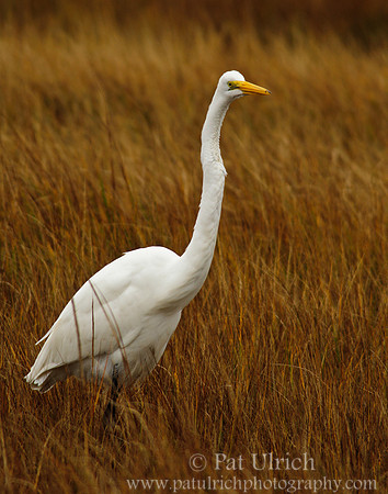 Stalking egret stands tall