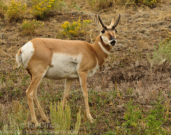 Pronghorn focuses on the scent in the air