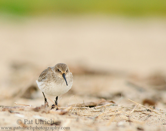 Dunlin on the run