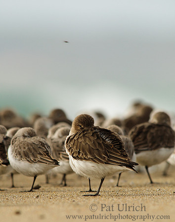 Dunlin keeps an eye open