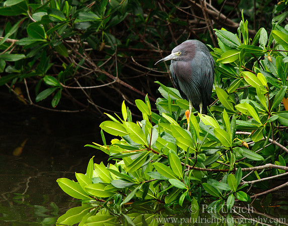 Little blue heron on mangroves