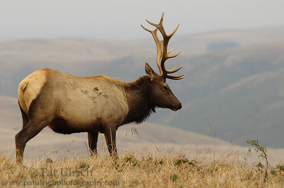 Dominant bull
