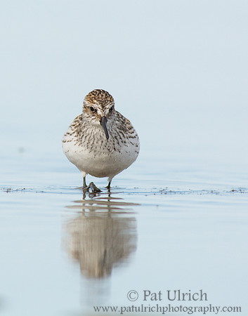 Semipalmated sandpiper reflected in a tidal pool
