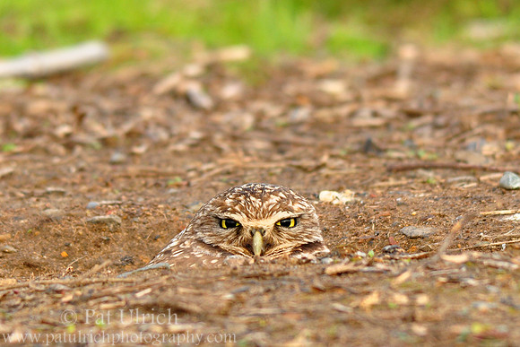 In the ground