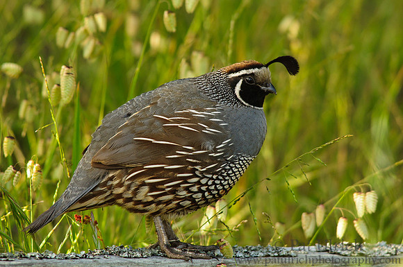 Male quail profile