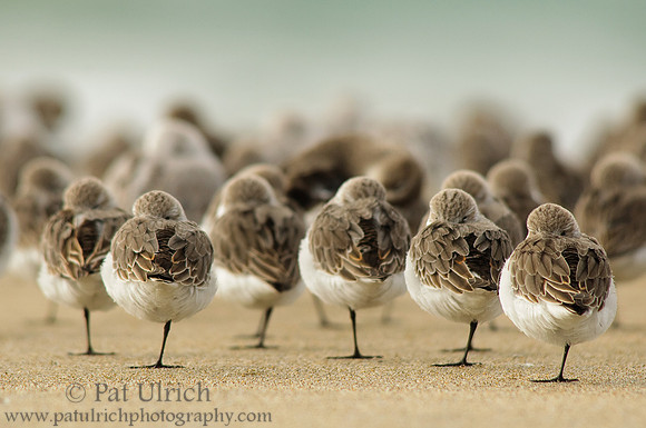 Sandpiper bokeh