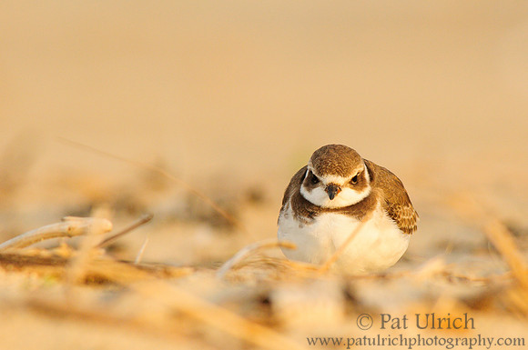 Plover staying low at sunset