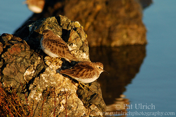 Least sandpipers