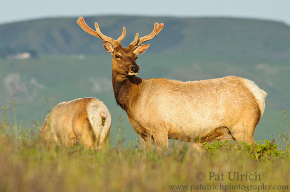 Velvet elk at sunset