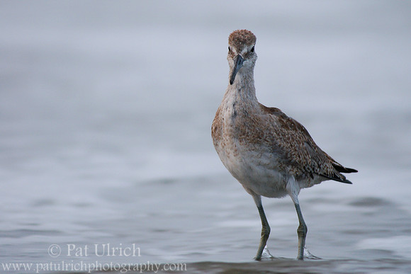 Friendly willet