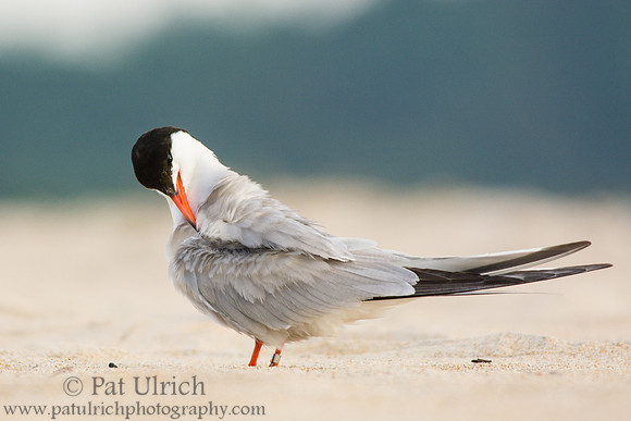 Preening common tern