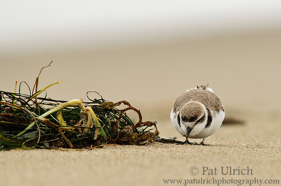 Feeding snowy plover