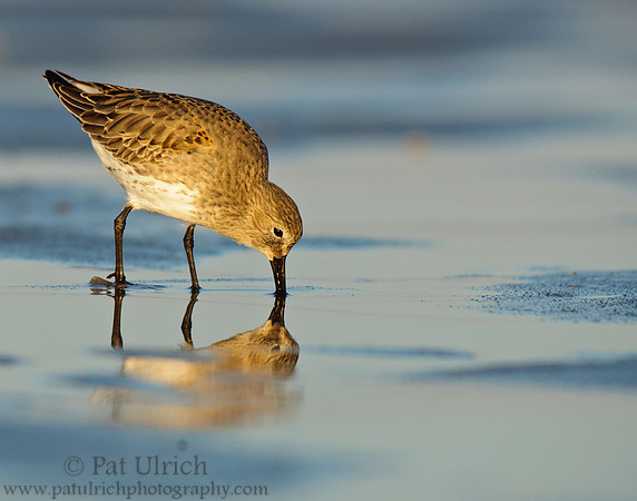 Dunlin reflection