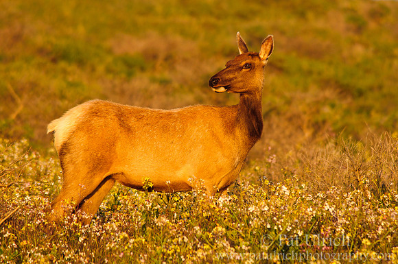 Female tule elk in wild radish at sunset