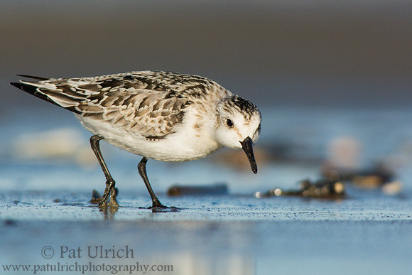 Predatory sanderling