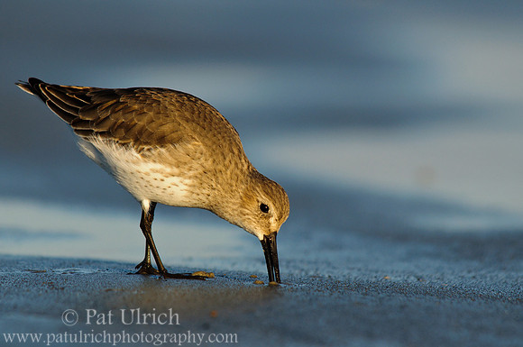 Dunlin probing the sand