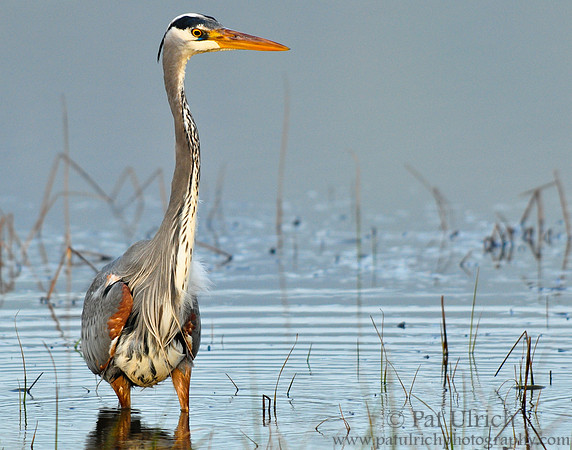 Great blue on blue
