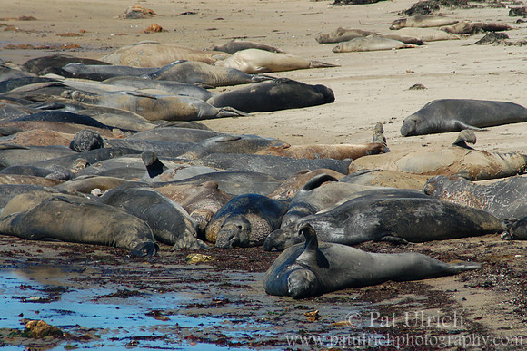 Bull elephant seals on the beach