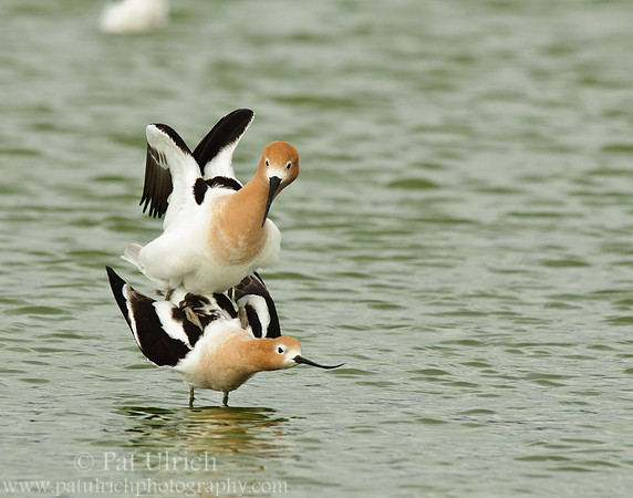 American avocet mating ritual #9