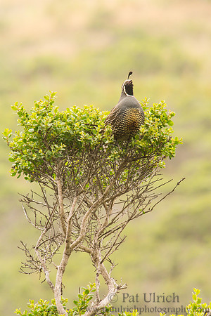 Male California quail in song