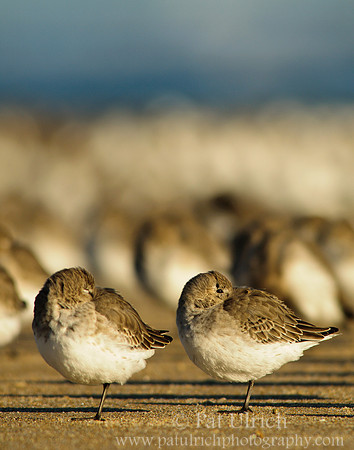 Dunlin in a Crowd