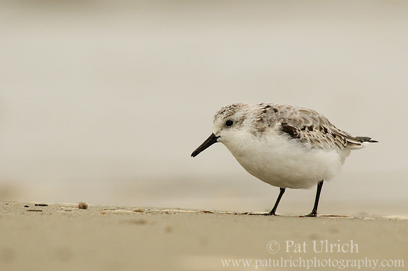 Sanderling on a gray day