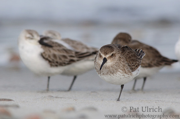 A dunlin frustrated by blowing sand