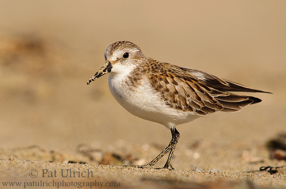 Western sandpiper on the beach