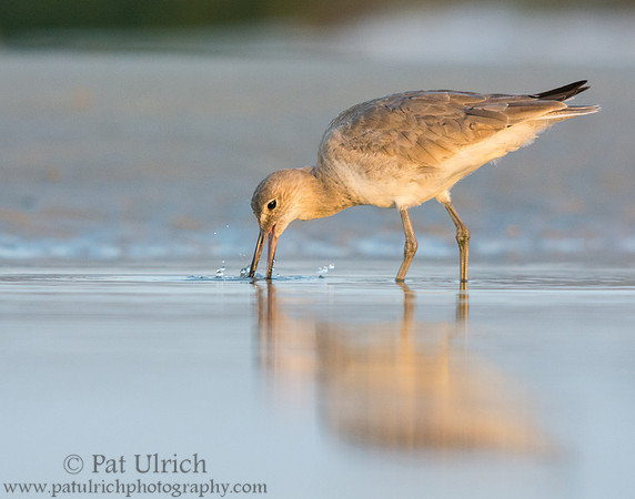 Willet feeds in morning light