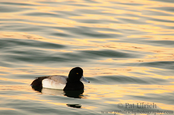 Scaup at sunset