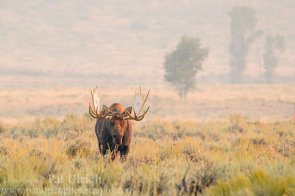 Early morning moose