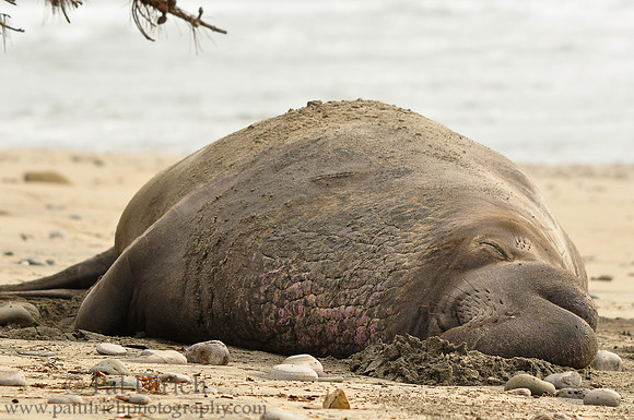 Sleeping bull elephant seal