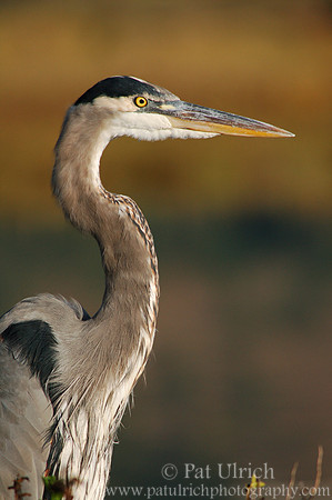 Heron portrait