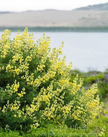 Lupine at Abbott's Lagoon