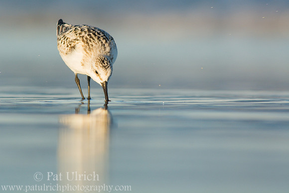Sanderling with elongated reflection