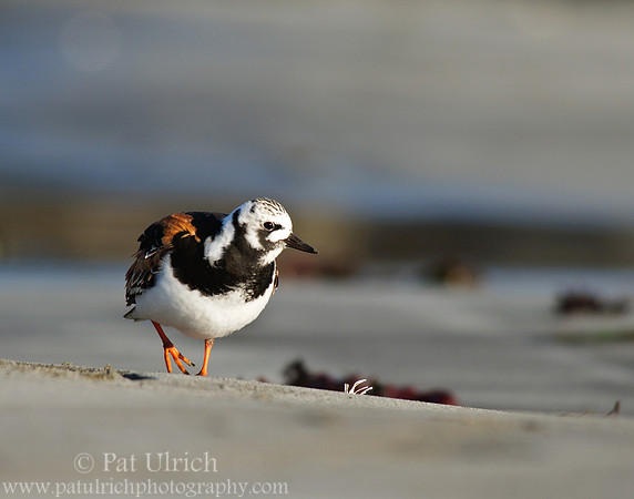 Ruddy turnstone