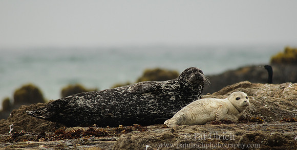 Mother and pup