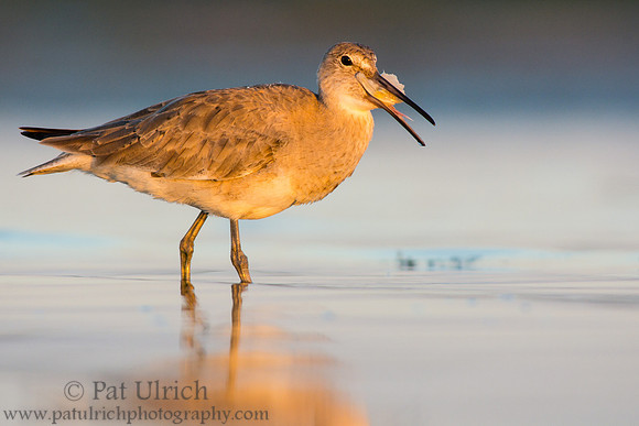 Willet with a mouthful
