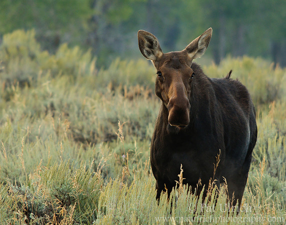 Female moose in the sagebrush