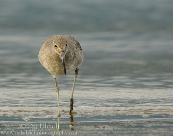 Willet, focused